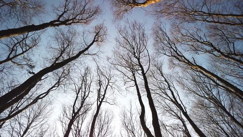 Bottom rotating view in the forest. Spring day. Stock Footage 111930925