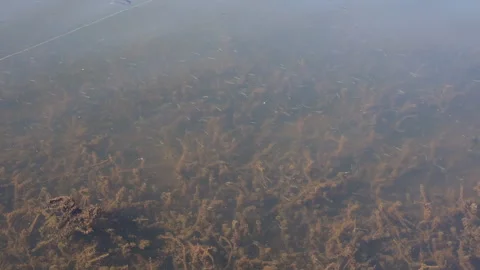 The bottom of a sandy lake with small fish Stock Footage 274122286