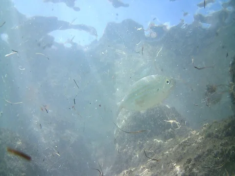 The bottom of the sea with the fish Oblada melanura,Mediterranean Sea 動画素材 80148822