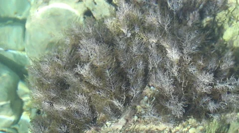 Bottom of the sea Video stock 42565993