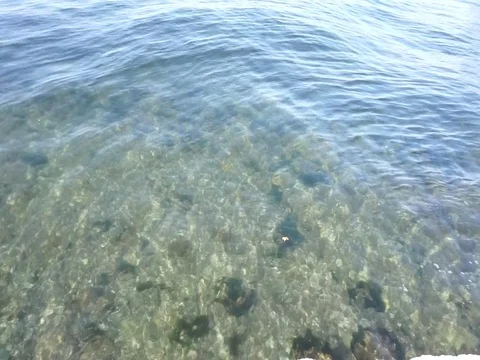 The bottom of the sea Vídeo Stock 80825700