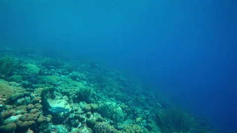 The bottom of the sea Stock Footage 83357766