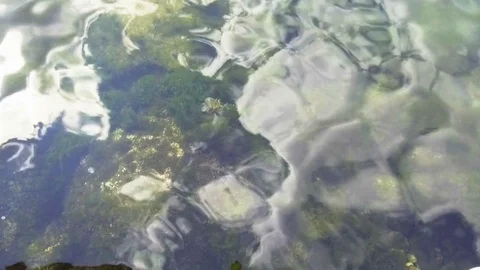 The bottom of the sea through crystal-clear water. Stones in algae Stock Footage 85109533