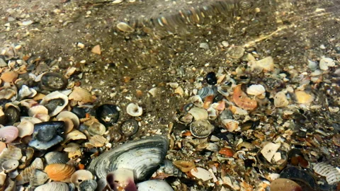Bottom of shells is visible through clear water 스톡 동영상 142225412