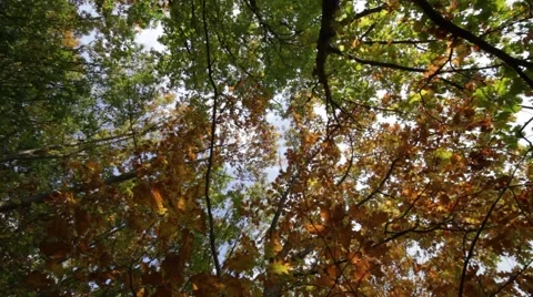 Bottom shot from autumn forest Stock-Footage 42449754