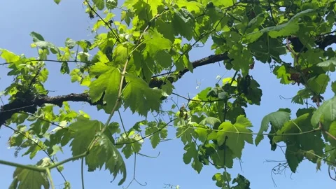 Bottom-up shot of climbing vine with blue sky in background Stock Footage 310931207