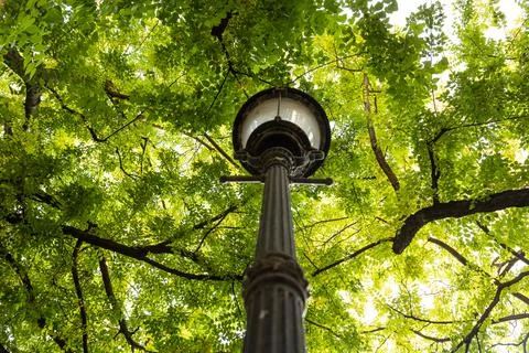 Bottom shot of a park light column in the background of tree branches with green Fotos Stock