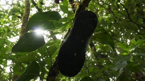 Shoe0Nhead Leaks Stock Video Footage Royalty Free Shoe0Nhead Leaks