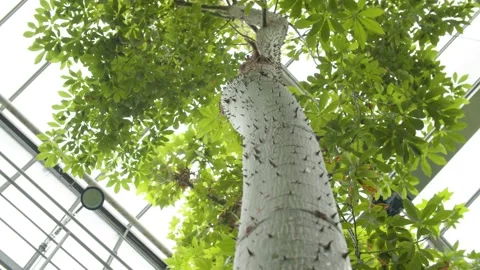 Bottom Up Shot of a Tree/ Nature Stock Footage 144554791