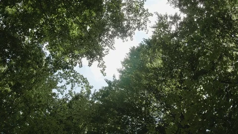 Bottom up shot of trees swinging in the wind Stock Footage 121807959