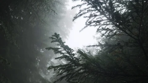 Bottom up shot of wet tree branches in foggy misty forest, 4K Stock Footage 129610688