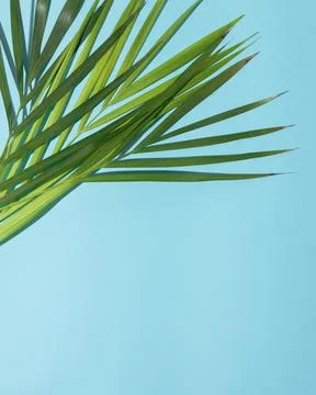 Bottom side copy space. Green palm tree leaves on branches on light sky Stock Photos