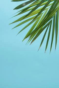 Bottom side copy space. Green palm tree leaves on branches on light sky Stock Photos