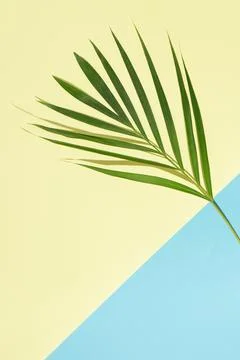 Bottom side copy space. Green palm tree leaves on branches on light sea water Stock Photos