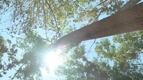 Bottom to sky angle trees, blue sky and sun rays peeking through branches, fa01 動画素材 244588899