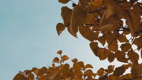 Bottom slide view on yellow leaves of trees in autumn Video stock 118994075