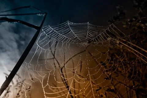 Bottom of the spider web Foto stock