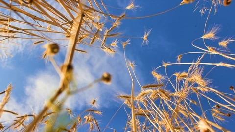 Bottom up spikelets of golden wheat and flying birds Stock Footage 127368166