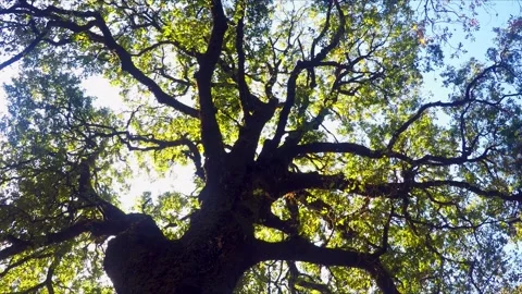 Bottom up spin shot of giant forest trees with green leaves against Stock Footage 154576528