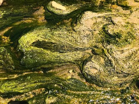 The bottom of the stream is with algae and sand. Stock Photos