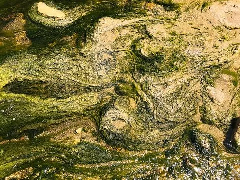 The bottom of the stream is with algae and sand. Stock Photos