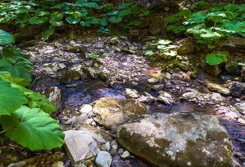 Bottom structure and daytime walks along the canyon of the mountain river loc Stock-Fotos