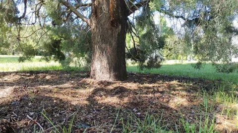 Bottom up time lapse of mediterranean cypress 動画素材 194785492