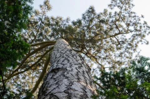 Bottom to top close up view of Black pine tree - 'Pinus nigra' trunk in botan Stock Photos