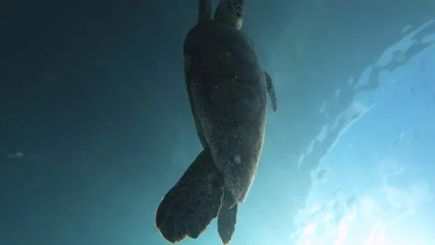 Bottom top close up view of a small young sea turtle swimming in the wide deep b Stock Footage 250468365