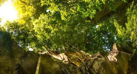 Bottom to top look at trees in rainforest lit by bright sun Stock Photos