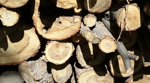 Bottom to top panning of cut trees Stock Footage 37978128