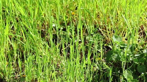 Bottom to top panning of green grass Stock Footage 38139128