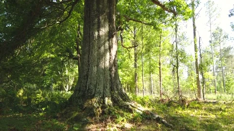 Bottom to top panning of a large tree with sprawling green leaf covered limbs Vídeos de archivo 132607524