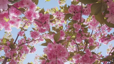 Bottom-top view on Cherry blossom her pink flowers sway in wind against blue sky Stock Footage 340077339