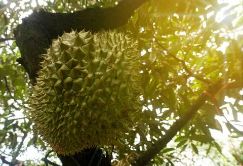 Bottom to top view of a durian tree in a forest, the sun's rays in the tree c Stock Photos