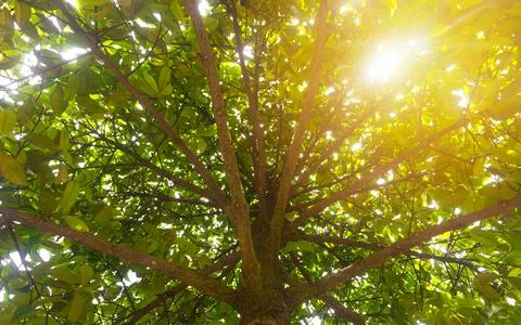 Bottom to top view of a durian tree in a forest, the sun's rays in the tree c Stock Photos