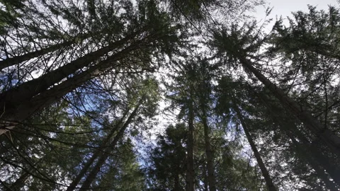 Bottom to top view of a spruce forest, rotating camera Stock Footage 158971804