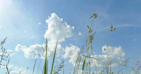 Bottom to top view. Wild herbs. Clouds. Beautiful spring time. Stock Footage 76650743