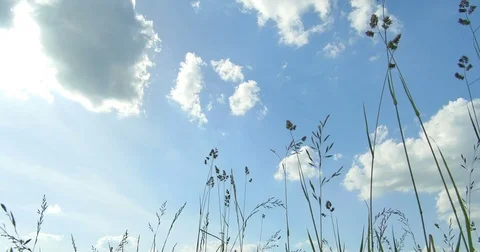 Bottom to top view. Wild herbs. Clouds. Beautiful spring time. 스톡 동영상 76651056