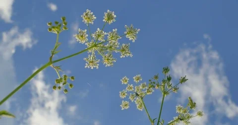 Bottom to top view. Wild herbs. Clouds. Beautiful spring time. Video stock 76651316
