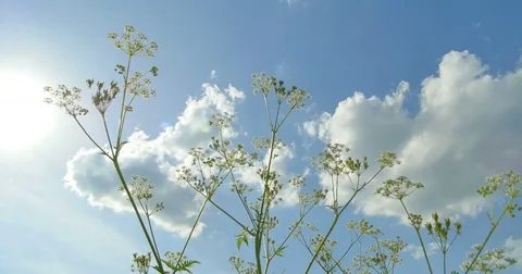 Bottom to top view. Wild herbs. Clouds. Beautiful spring time. Stock Footage 76664380