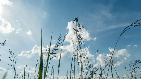 Bottom to top view. Wild herbs. Clouds. Beautiful spring time. Timelapse. Видео 76934044