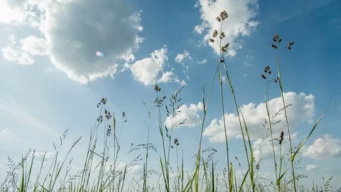 Bottom to top view. Wild herbs. Clouds. Beautiful spring time. Timelapse. Видео 76934213