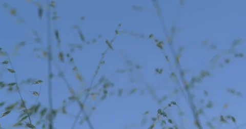 Bottom to top view. Wild herbs. Blue Sky. Stock Footage 77525677