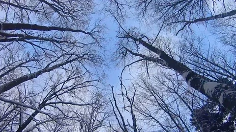 The bottom of the tops of trees without leaves in winter. Vídeo Stock 101099812
