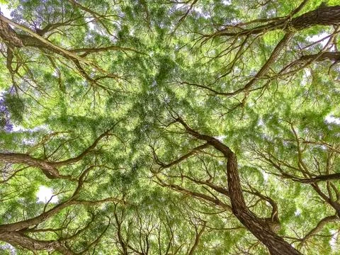 The bottom tree branch, tree trunks out of the Earth, background Stock Photos