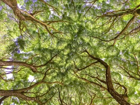 The bottom tree branch, tree trunks out of the Earth, background Stock Photos