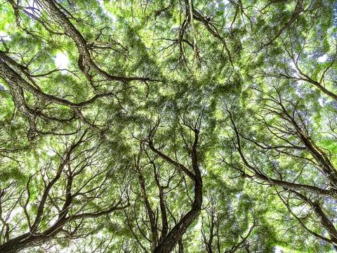The bottom tree branch, tree trunks out of the Earth, background Stock Photos