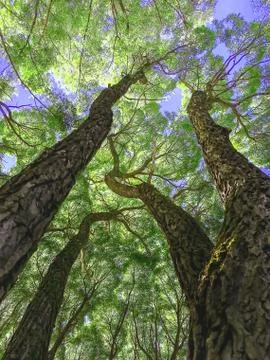 The bottom tree branch, tree trunks out of the Earth, background Foto stock