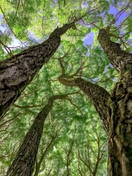 The bottom tree branch, tree trunks out of the Earth, background Stock Photos